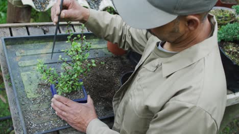 African-american-male-gardener-taking-care-of-bonsai-tree-at-garden-center