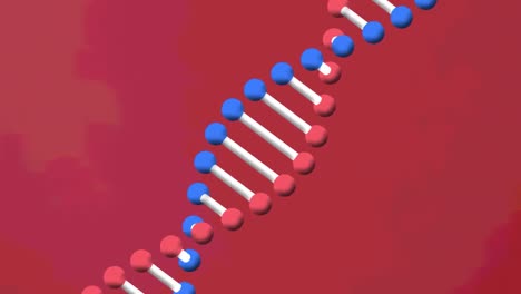 Animation-Eines-DNA-Strangs,-Der-Sich-Auf-Rotem-Hintergrund-Dreht