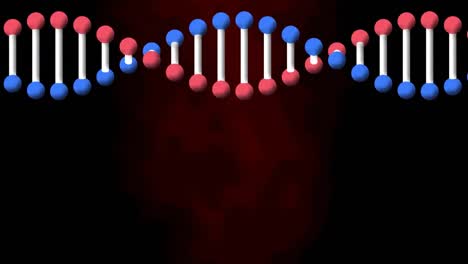 Animation-Eines-DNA-Strangs,-Der-Sich-Auf-Schwarzem-Und-Rotem-Hintergrund-Dreht