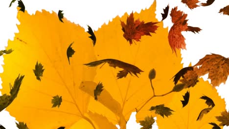 Animation-of-autumn-leaves-falling-over-big-yellow-leaves