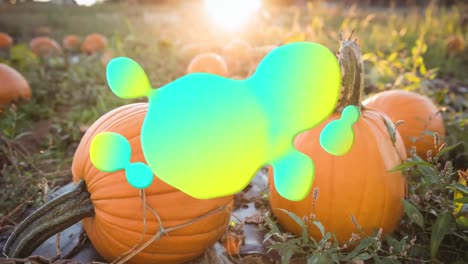 Animation-of-blue-and-yellow-splash-over-pumpkin-patch