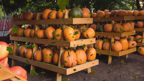 Animation-of-autumn-leaves-over-pumpkins-on-shelves