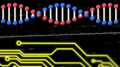 Animation-of-3d-model-dna-strand,-yellow-circuitboard-and-data-processing,-on-black