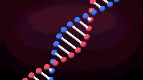 Animation-Eines-Rotierenden-3D-Modell-DNA-Strangs-Auf-Dunkelrotem-Hintergrund