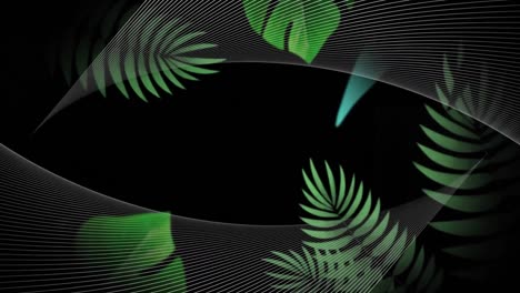 Animation-of-white-curved-lines,-with-green-leaves-moving-on-black-background
