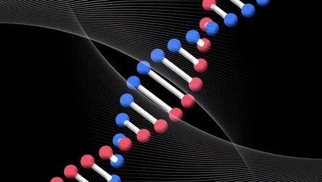 Animation-of-rotating-dna-strand-over-intersecting-curved-white-parallel-lines-moving-on-black