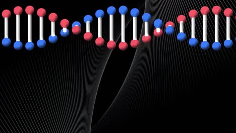 Animation-of-rotating-dna-strand-over-intersecting-curved-white-parallel-lines-moving-on-black