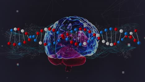 Animation-Eines-DNA-Strangs,-Der-Sich-über-Ein-Netzwerk-Von-Verbindungen-Und-Das-Menschliche-Gehirn-Dreht