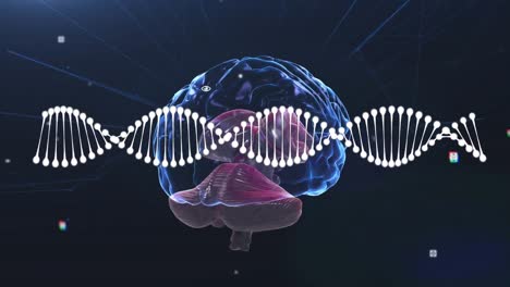 Animation-Eines-DNA-Strangs,-Der-Sich-über-Das-Menschliche-Gehirn-Dreht