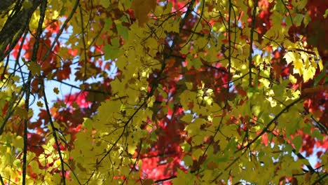 Animation-of-multiple-leaves-falling-over-autumn-forest