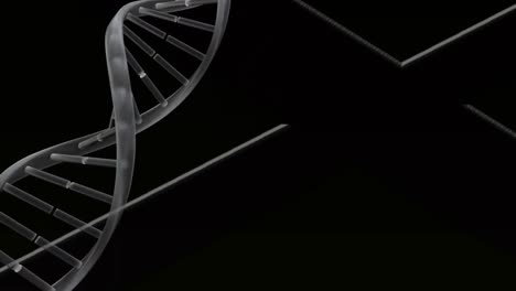 Digitale-Animation-Einer-DNA-Struktur,-Die-Sich-Vor-Weißen-Linien-Auf-Schwarzem-Hintergrund-Dreht