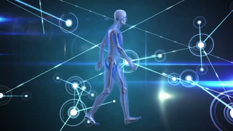 Digitale-Animation-Eines-Menschlichen-Körpermodells,-Das-Vor-Einem-Netzwerk-Von-Verbindungen-Auf-Blauem-Hintergrund-Läuft