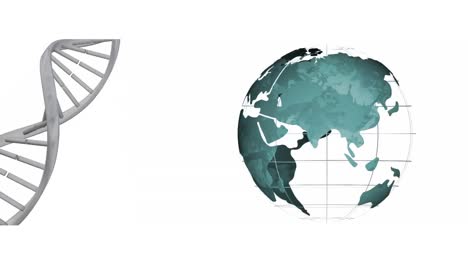 Digitale-Animation-Des-Globussymbols-Und-Der-DNA-Struktur,-Die-Sich-Vor-Weißem-Hintergrund-Dreht
