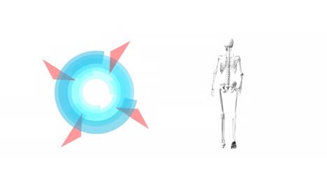 Digital-animation-of-round-scope-scanner-and-human-skeleton-walking-against-white-background
