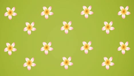 Animation-of-pink-flowers-spinning-on-green-background