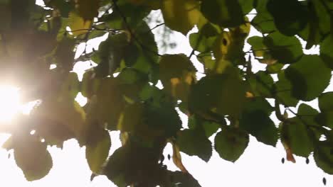 Sonnenschein-Strömt-Durch-Die-Blätter