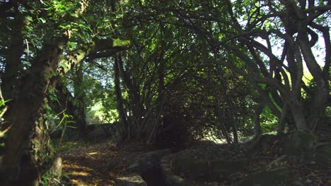 Panoramic-shot-of-wooded-area