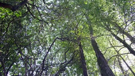 Camera-looking-up-at-the-tall-trees-in-a-woods