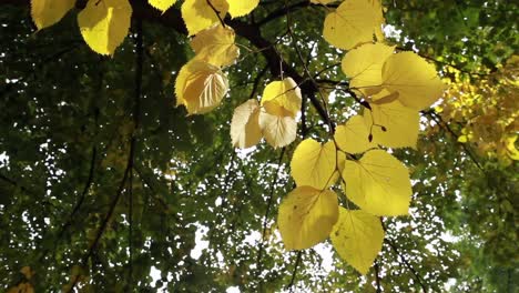 Gelbe-Blätter-Wehen-Im-Wind-In-Einem-Wald