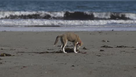 Süßer-Hund,-Der-Im-Sand-Gräbt