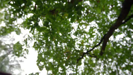 Tiefansicht-Der-Blätter-Eines-Hohen-Baumes