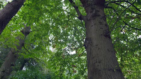 Niedriger-Blickwinkel-Auf-Hohe-Grüne-Bäume