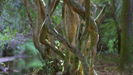 Viejo-árbol-Nudoso-En-La-Luz-Del-Sol