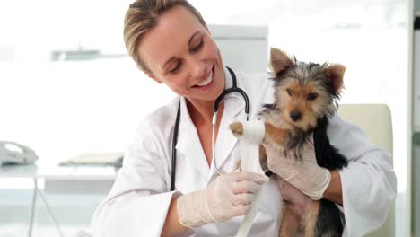 Lächelnder-Tierarzt,-Der-Eine-Verletzte-Pfote-Eines-Yorkshire-Terriers-Einwickelt