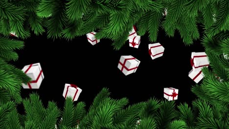 Animation-of-gifts-falling-over-fir-trees-branches-on-black-background