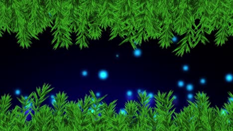 Weihnachtsbaumzweige-über-Blauen-Lichtflecken,-Die-Vor-Schwarzem-Hintergrund-Fallen