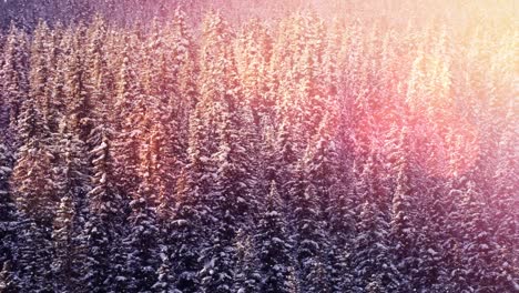 Animation-of-glowing-spots-of-light-over-fir-trees-in-winter-countryside-scenery