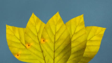Animation-of-yellow-autumn-leaves-on-blue-background