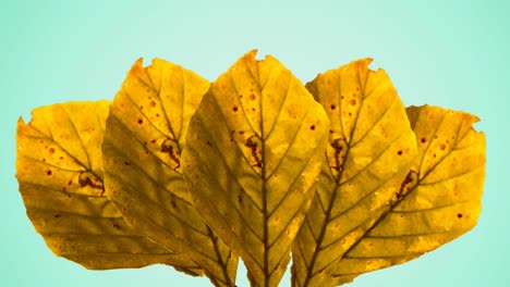 Animation-of-yellow-autumn-leaves-on-green-background