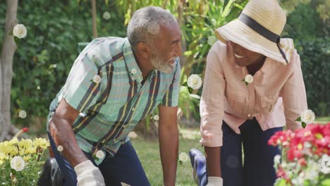 Animation-of-roses-over-happy-adult-african-american-daughter-gardening-with-her-father