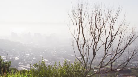 General-view-from-hill-with-tree-of-cityscape-with-multiple-buildings-and-skyscrapers-covered-in-fog