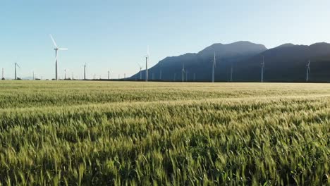 General-view-of-wind-turbines-in-countryside-landscape-with-cloudless-sky
