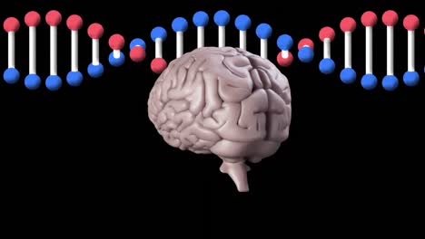 Animation-Des-Menschlichen-Gehirns,-Das-Sich-über-Einen-DNA-Strang-Dreht