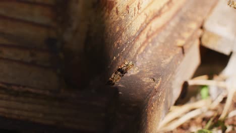 Nahaufnahme-Von-Bienen,-Die-An-Einem-Sonnigen-Tag-Um-Den-Bienenstock-Fliegen