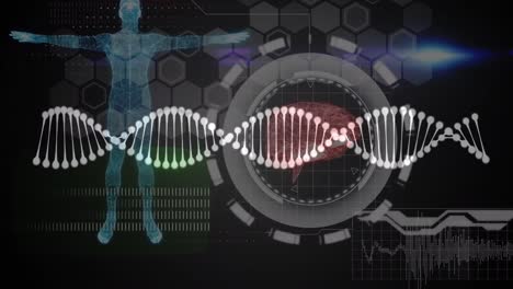 Animation-Des-DNA-Strangs-über-Datenverarbeitung-Und-Digitalen-Menschen