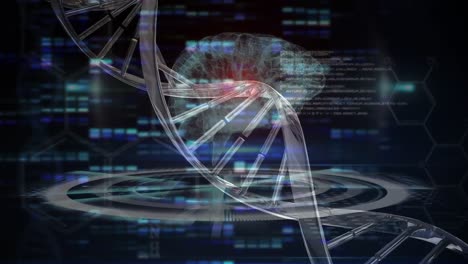 Animation-Eines-DNA-Strangs-über-Beweglichen-Säulen-Und-Digitalem-Gehirn