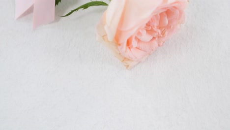 Animation-of-pink-rose-on-white-background