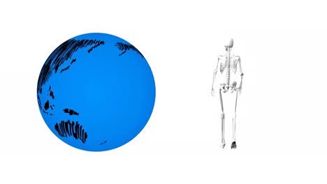 Animation-of-skeleton-walking-and-globe-on-white-background