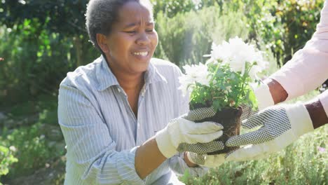 Glückliche-Afroamerikanische-ältere-Frau,-Die-Im-Garten-Arbeitet-Und-Blumen-Im-Freien-Pflanzt