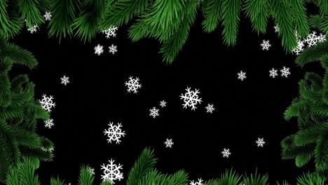 Animation-of-christmas-fir-tree-frame-over-snowflakes-falling-on-black-background