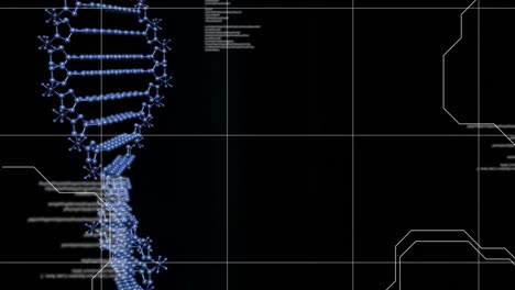 Animation-Des-Spinnens-Eines-Blauen-DNA-Strangs-Und-Der-Datenverarbeitung-über-Einem-Gitter-Auf-Schwarzem-Hintergrund