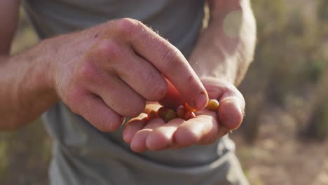 Hands-of-caucasian-male-survivalist-inspecting-berries-gathered-from-bush-in-wilderness