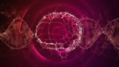 Animation-of-digital-brain-over-trails-and-pink-circles