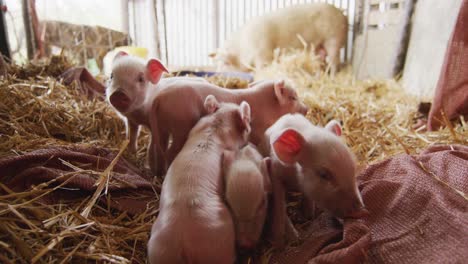 Close-up-of-piglets-in-hay-in-a-barn-on-farm