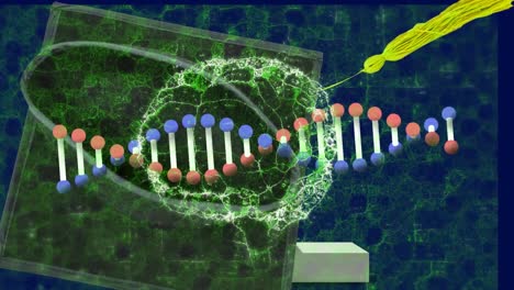 Animation-Von-DNA-Strang-Und-Digitalem-Gehirn-über-Abschlusskappe-Auf-Blauem-Hintergrund