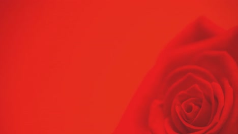 Animation-of-single-red-rose-moving,-with-copy-space-on-red-background